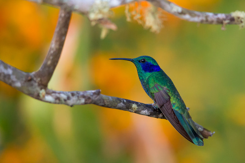 sparkling violetear(Colibri coruscans)