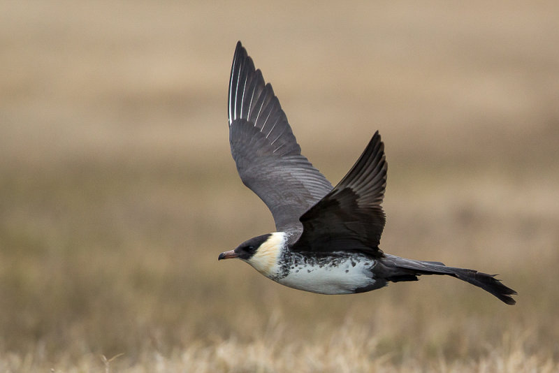 pomerine skua<br><i>(Stercorarius pomarinus, NL: middelste jager)</i>