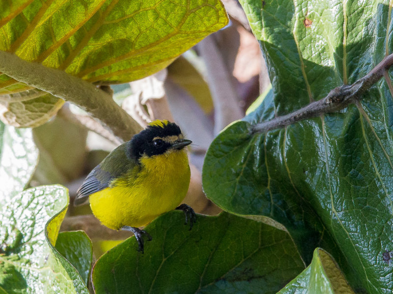 yellow-crowned whitestart(Myioborus flavivertex)