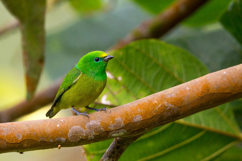 blue-naped chlorophonia(Chlorophonia cyanea)