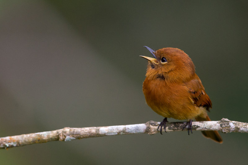 cinnamon flycatcher(Pyrrhomyias cinnamomeus)