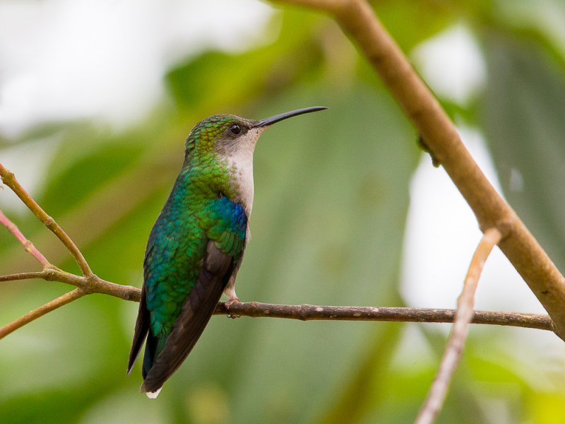 crowned woodnymph (f.)(Thalurania colombica)