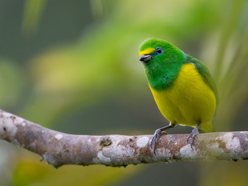 blue-naped chlorophonia(Chlorophonia cyanea)