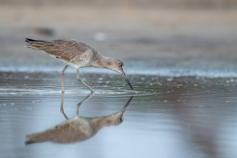 willet(Tringa semipalmata)