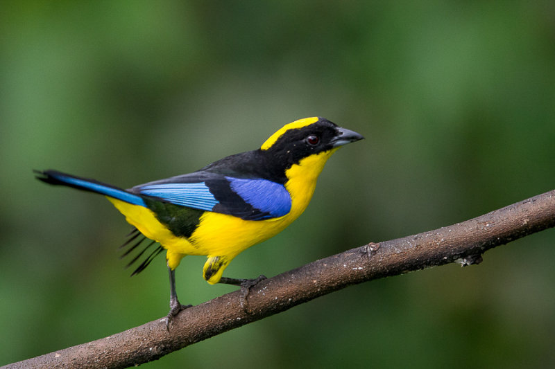 blue-winged mountain-tanager(Anisognathus somptuosus)