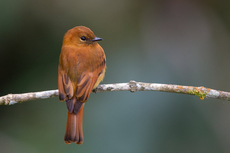 cinnamon flycatcher<br><i>(Pyrrhomyias cinnamomeus)</i>