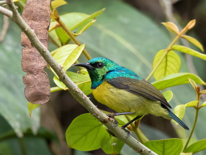 collared sunbird(Hedidypna collaris)