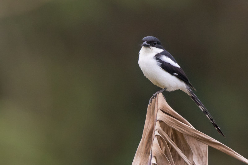 common fiscal shrike(Lanius collaris)