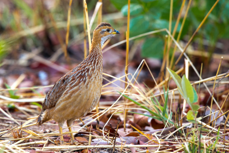 white-throated francolin(Peliperdix albogularis)