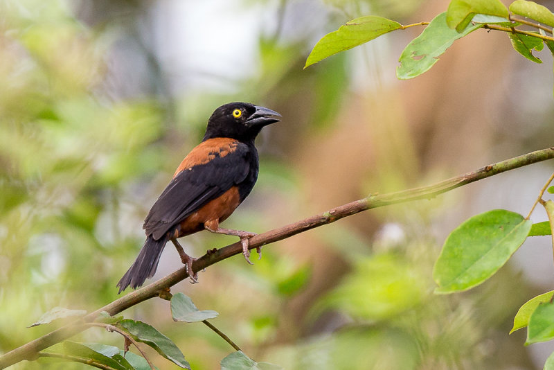 vieillot's black weaver(Ploceus nigerrimus)