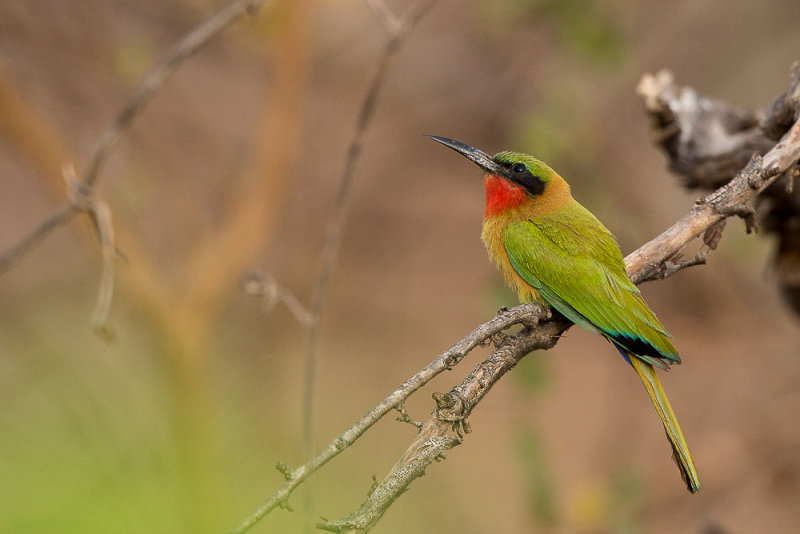 red-throated bee-eater(Merops bulocki)