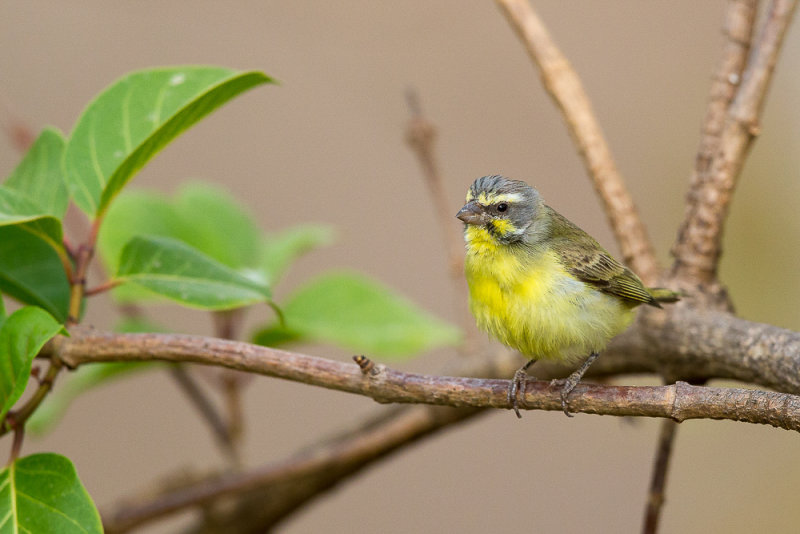 yellow-fronted canary(Serinus mozambicus)