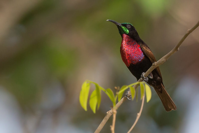 scarlet-chested sunbird(Chalcomitra senegalensis)
