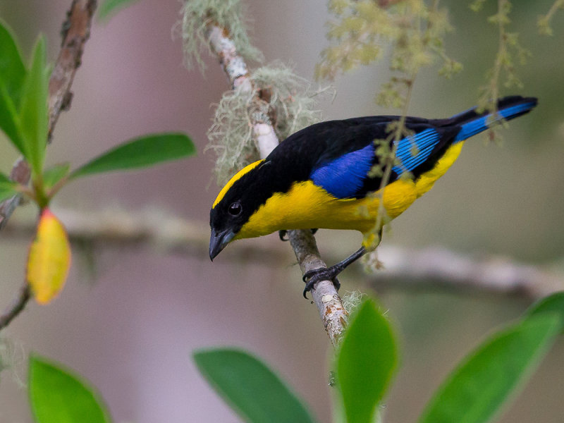 blue-winged mountain-tanager(Anisognathus somptuosus)