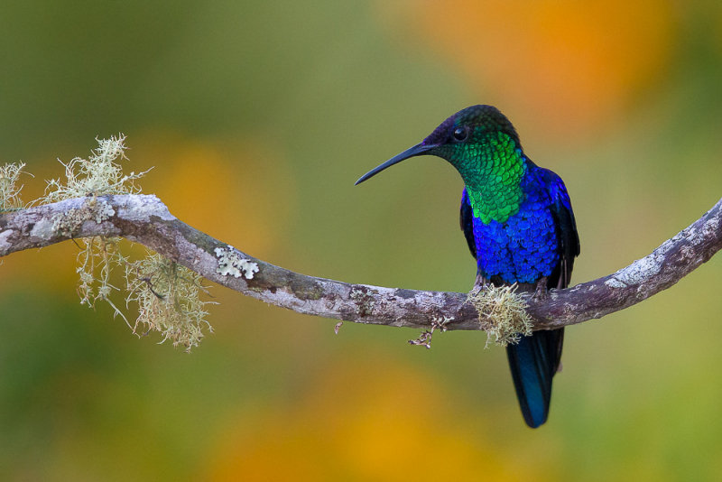 crowned woodnymph(Thalurania colombica)