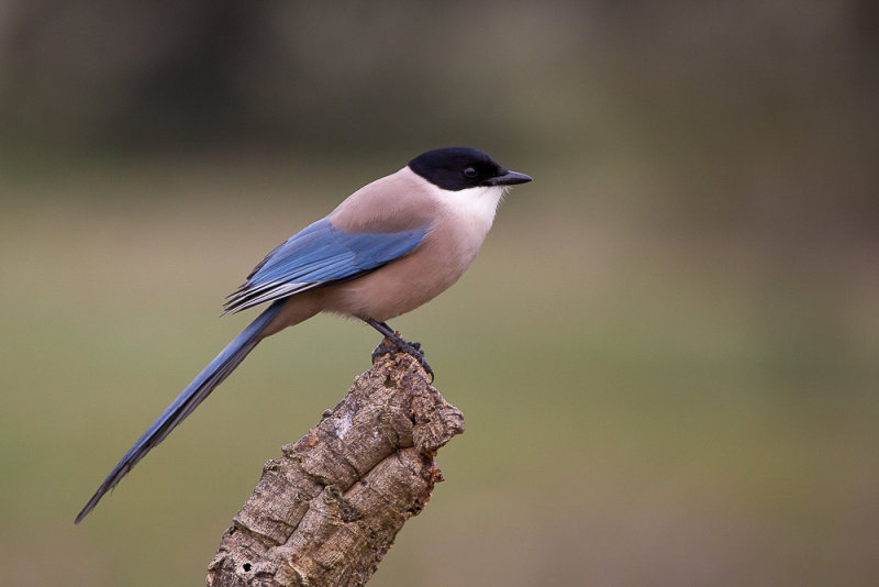 iberian magpie(Cyanopica cooki)