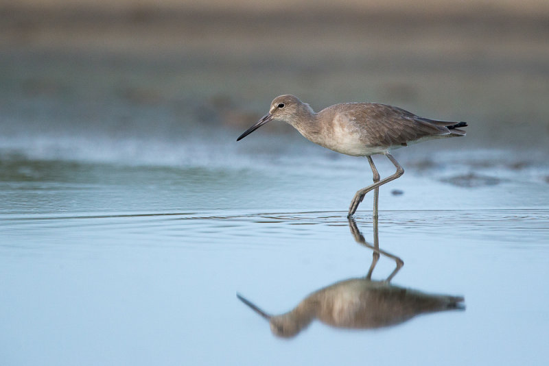 willet(Tringa semipalmata)