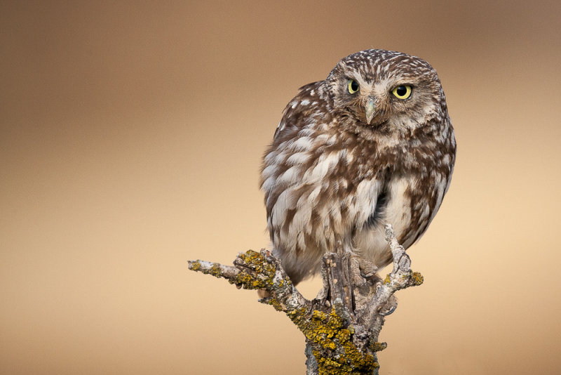 little owl(Athene noctua)