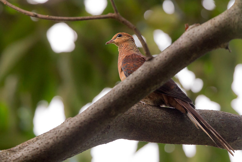 slender-billed cuckoo-dove<br><i>(Macropygia amboinensis)</i>