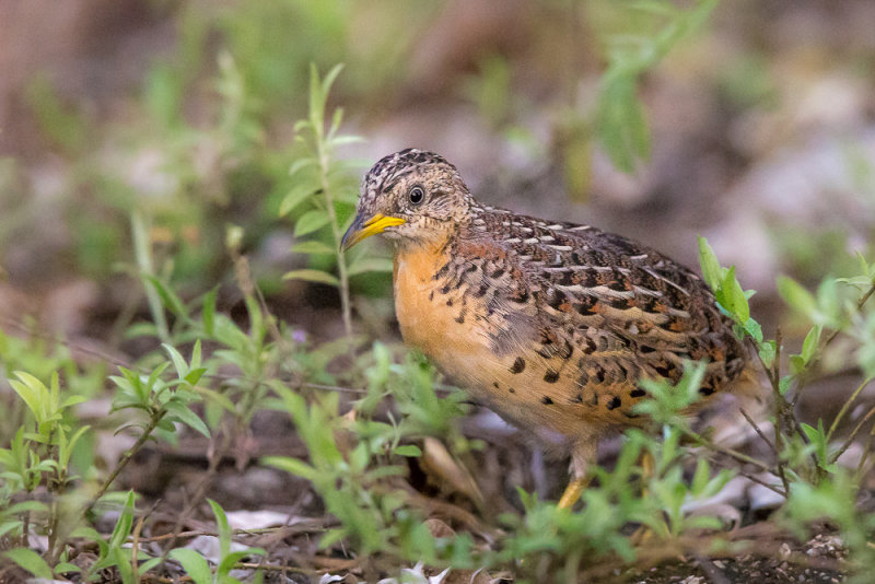 red-backed buttonquail(Turnix maculosus)