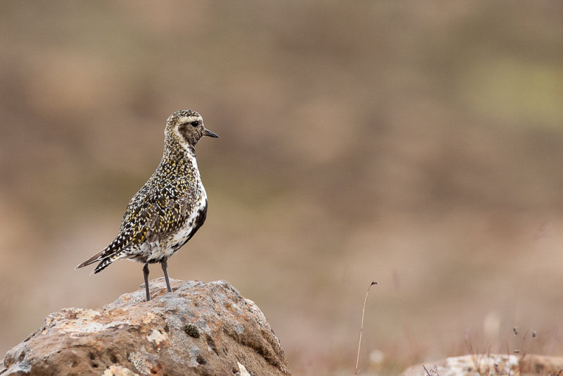 golden plover(Pluvialis apricaria; NL: goudplevier)