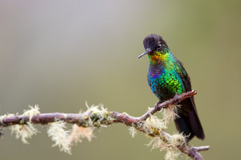 fiery-throated hummingbird<br><i>(Panterpe insignis)</i>