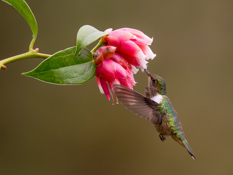 volcano hummingbird<br><i>(Selasphorus flammula)</i>