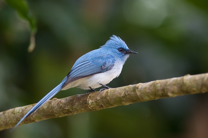 white-tailed blue-flycatcher(Elminia albicauda)