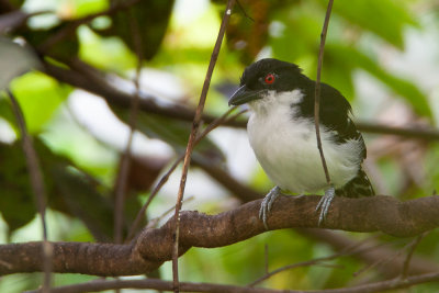 great antshrike(Taraba major, NL: grote mierklauwier)
