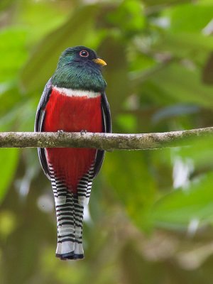 collared trogon(Trogon collaris, NL: gekraagde trogon)