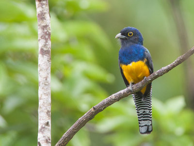 amazonian violaceous trogon(Trogon violaceus, NL: violette trogon)