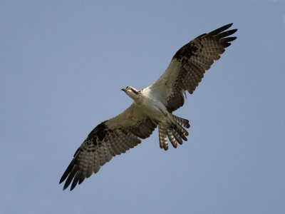 osprey(Pandion haliaetus, NL: visarend)