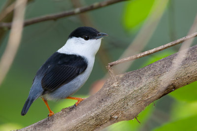 white-bearded manakin(Manacus manacus trinitatis, NL: bonte manakin)