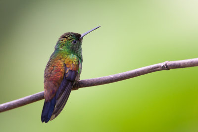 copper-rumped hummingbird(Amazilia tobaci, NL: koperrugamazilia)