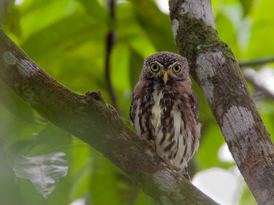 ferruginous pygmy owl(Glaucidum brasilianum, NL: braziliaanse dwerguil)