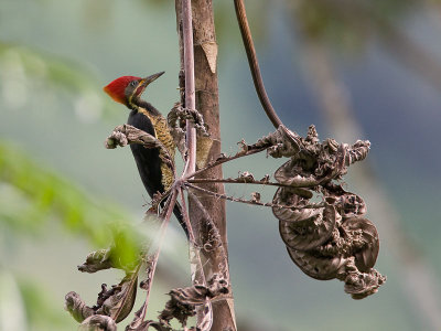 lineated woodpecker(Dryocopus lineatus, NL: gestreepte helmspecht)