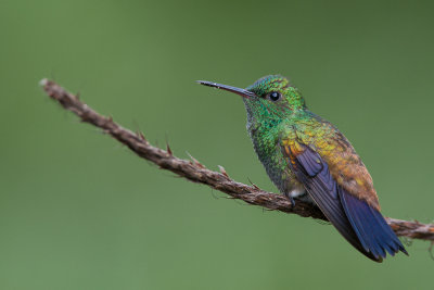 copper-rumped hummingbird(Amazilia tobaci, NL: koperrugamazilia)