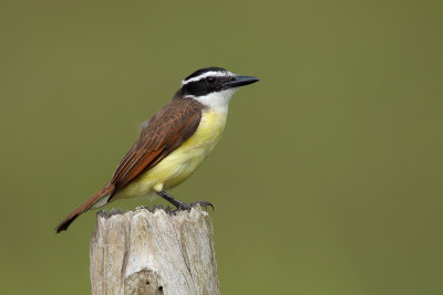 great kiskadee(Pitangus sulphuratus, NL: grote kiskadie)