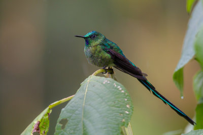 long-tailed sylph<br><i>(Aglaiocercus kingii, ESP: silfo colilargo)</i>