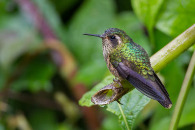 speckled hummingbird(Adelomyia melanogenys, ESP:  colibrí jaspeado)