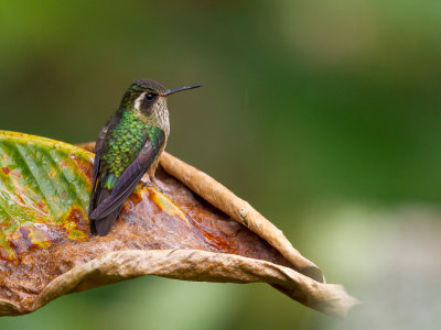 speckled hummingbird(Adelomyia melanogenys, ESP: colibrí jaspeado)
