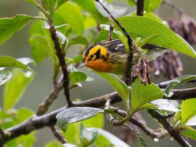 blackburnian warbler(Dendroica fusca, ESP:  chipe de garganta anaranjada)