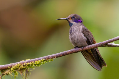 brown violetear(Colibri delphinae, ESP: colibrí pardo)