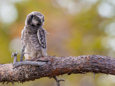 northern hawk owl (juv.)(Surnia ulula, NL: sperweruil, N:  haukugle)