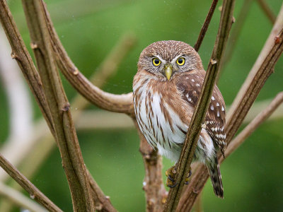 peruvian pygmy-owl(Glaucidium peruanum, ESP: mochuelo peruano)
