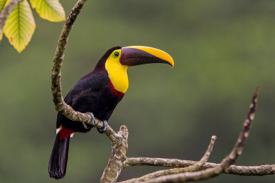 yellow-throated toucan(Ramphastos ambiguus)