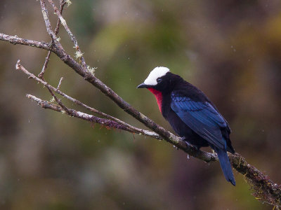 white-capped tanager(Sericossypha albocristata)