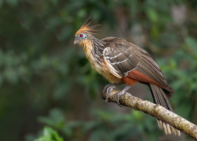 hoatzin <br><i>(Opisthocomus hoazin)</i>