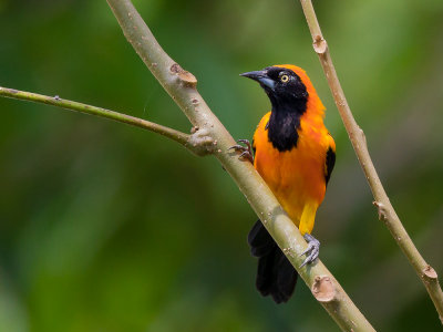 orange-backed troupial  Icterus croconotus