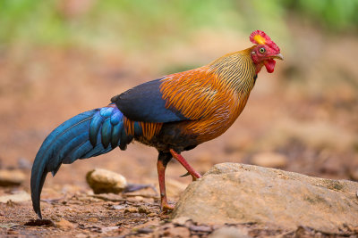 sri lanka junglefowl (m.)(Gallus lafayetii)